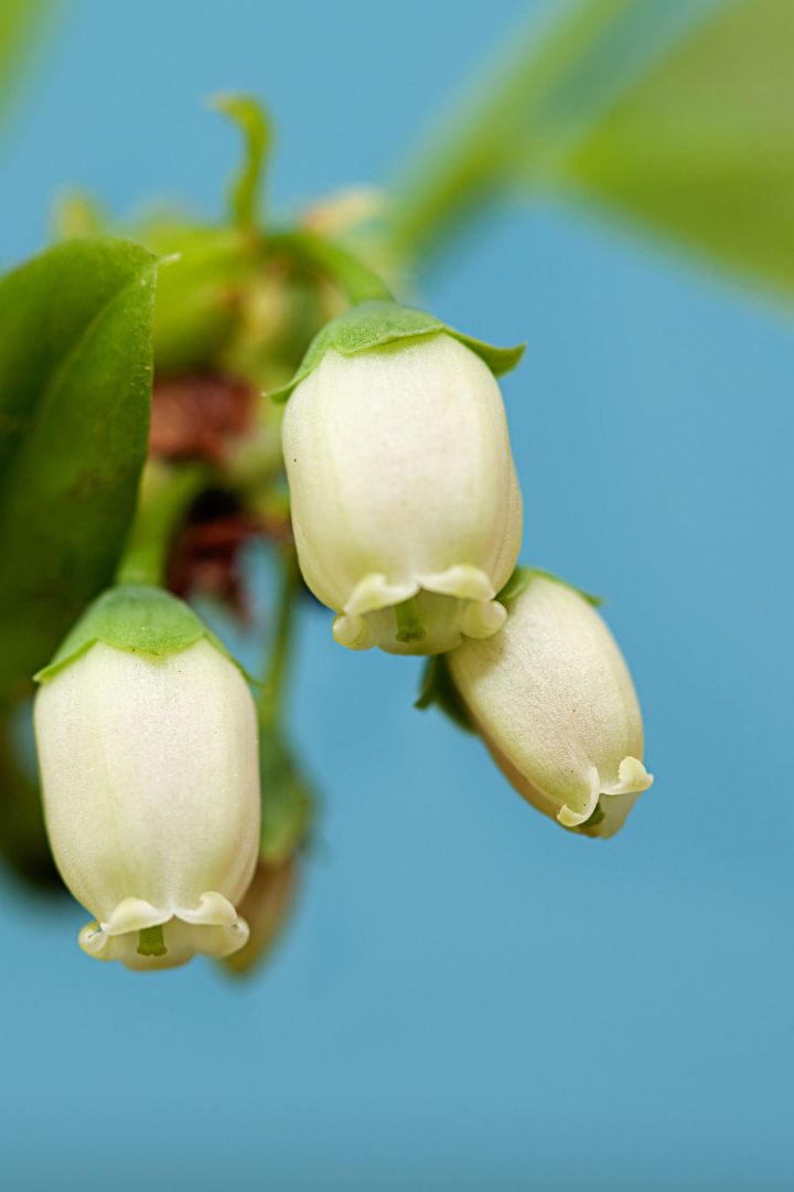 Too Good To Be Blue Nail Lacquer