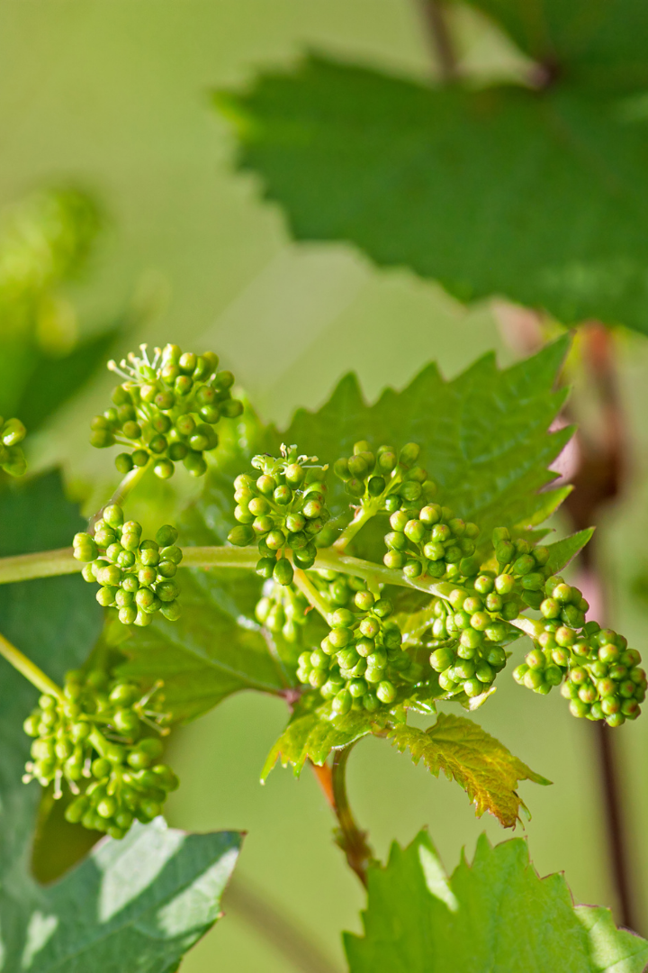 Nothin' But Grapeness Nail Lacquer