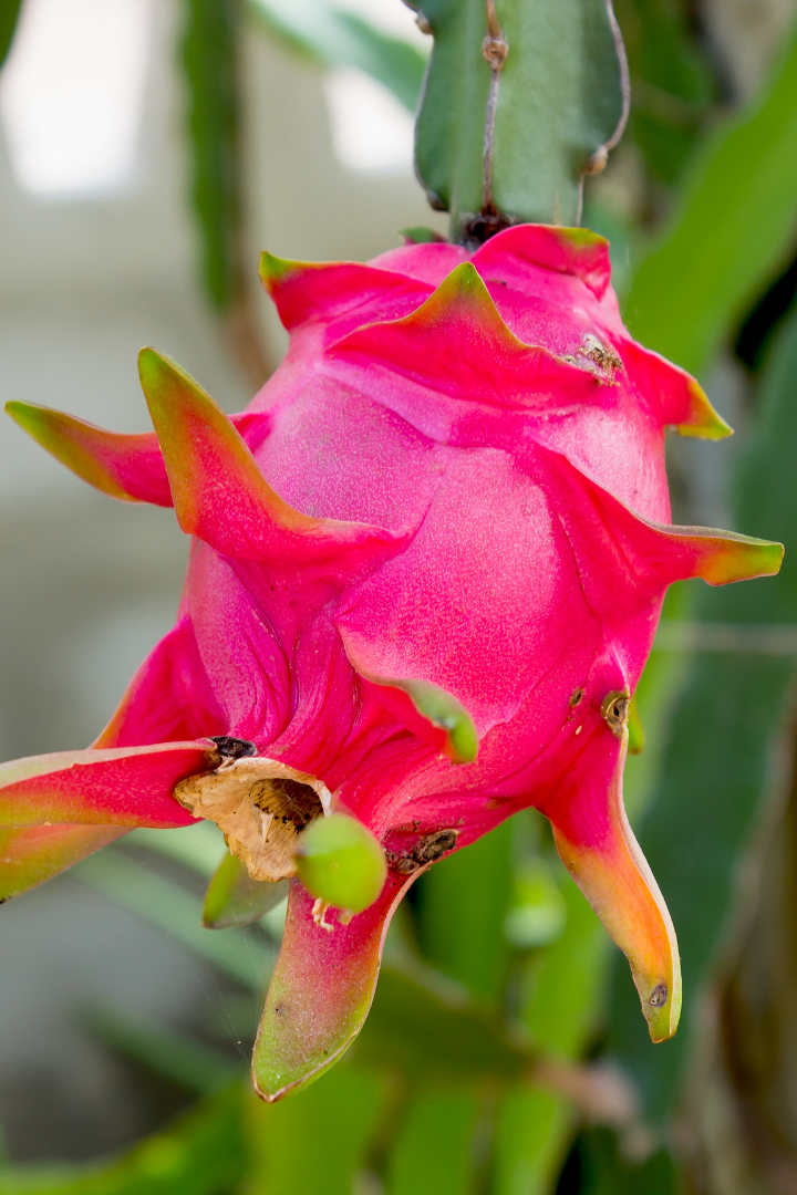 The Missing Pink Nail Lacquer